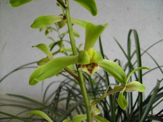 兰花施肥磷酸二氢钾间隔多长时间,兰花施肥是叶面施肥好还是灌根好