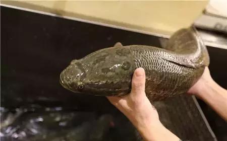 莱芜美食探店,莱芜美食探店2人餐