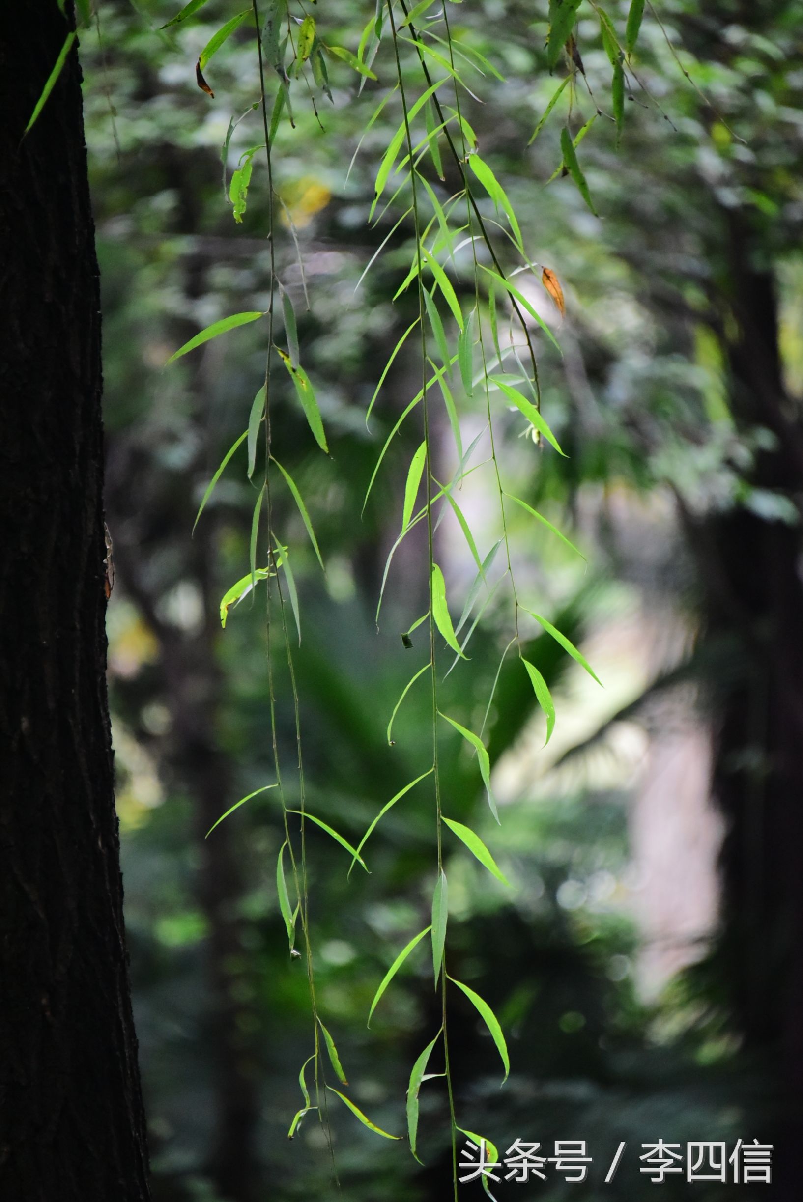 郑州思念果岭最新一期,郑州思念果岭哪里最好