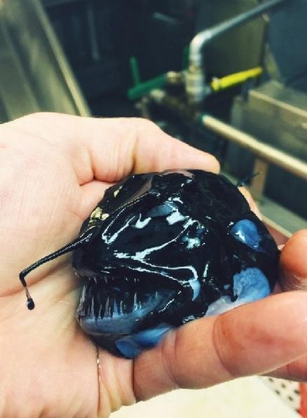 最近发现的深海鱼,最新发现的深海鱼