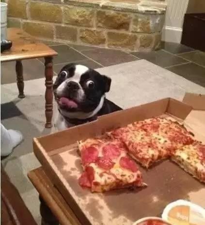 养宠物真的很浪费时间和精力吗,没有经济跟精力养宠物狗怎么办