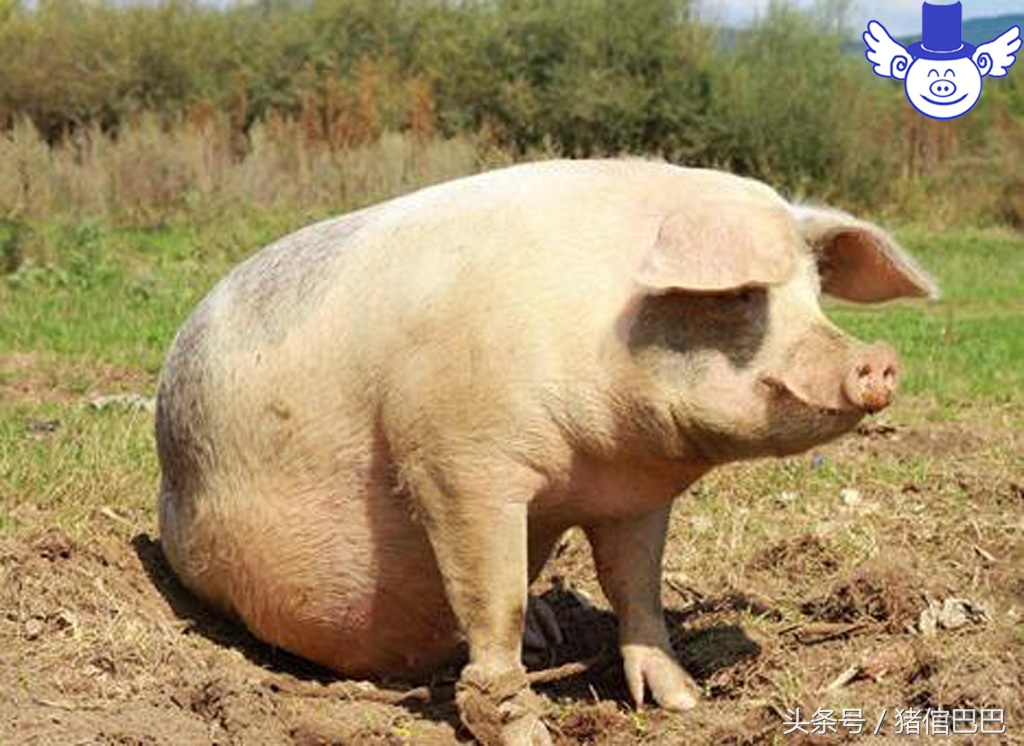 初产母猪分娩困难怎么办?你该学会科学的助产方法!
