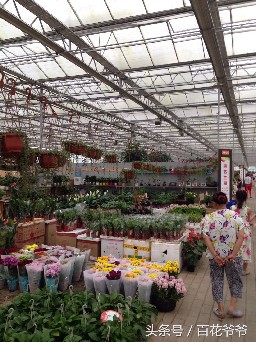 逛花市适合买的花,如何逛花市买花最便宜