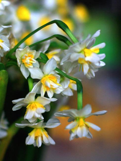 漳州的这朵“仙花”，占领全国98%的市场，经常在春晚“出镜”