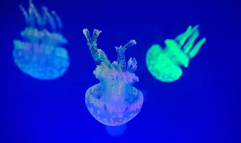 唐山美人鱼海底世界,唐山海底世界海洋馆门票多少钱