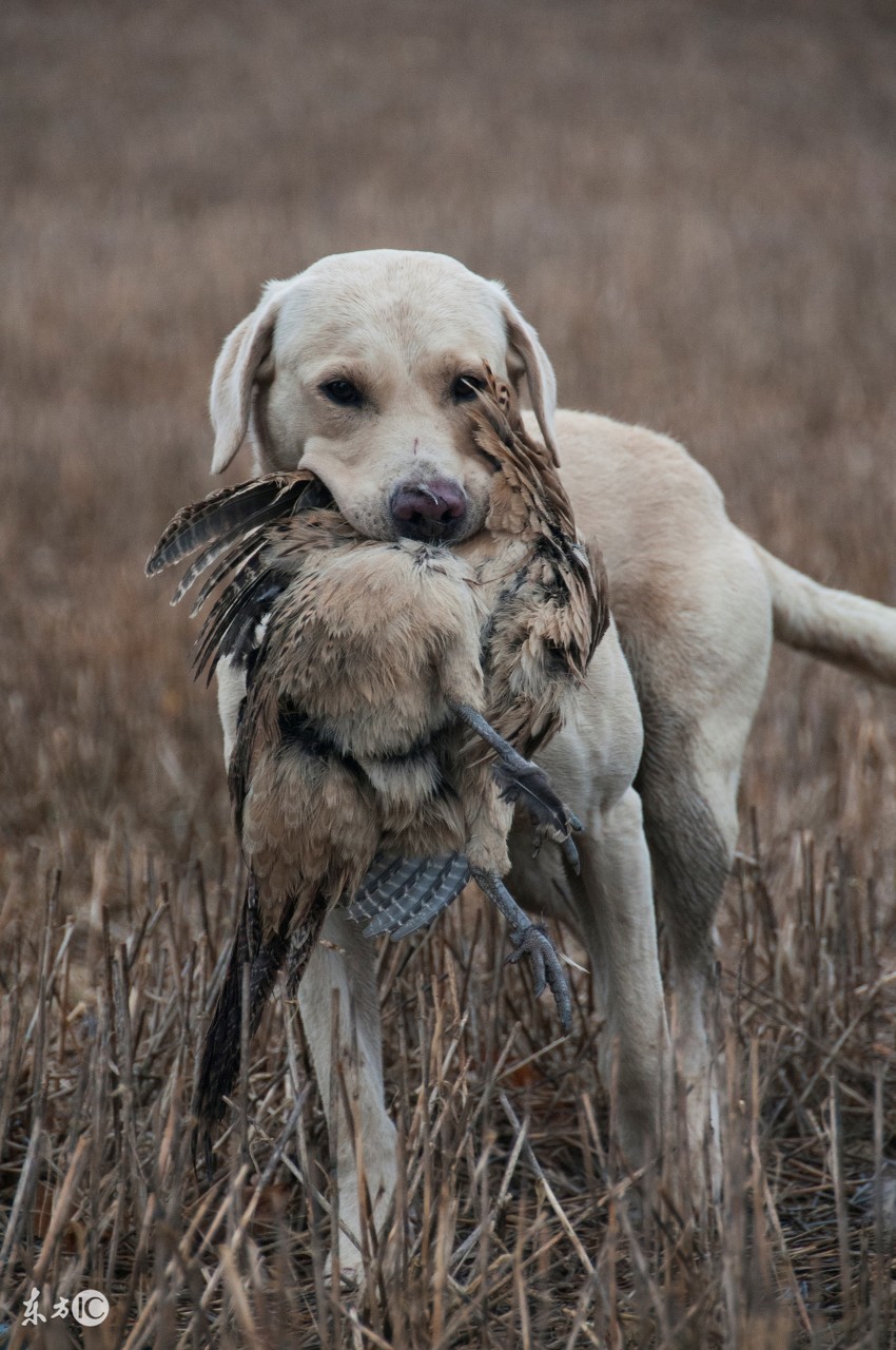 驯服野兔最好的方法,下野兔有什么技巧