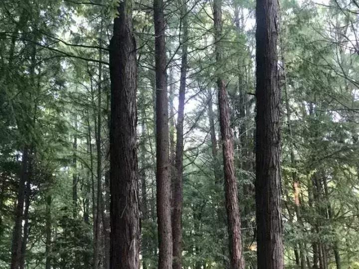 信阳烤鱼哪家好吃,信阳本地烤鱼最好吃的店