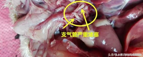 散养鸡支气管堵塞怎么办,养鸡气管堵塞特效药