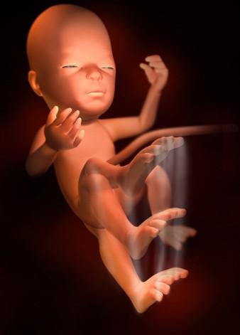 孕宝生长图,胎宝宝3d立体动画