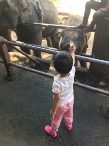 普吉岛清迈曼谷的游玩顺序亲子游,泰国清迈旅游团自由行