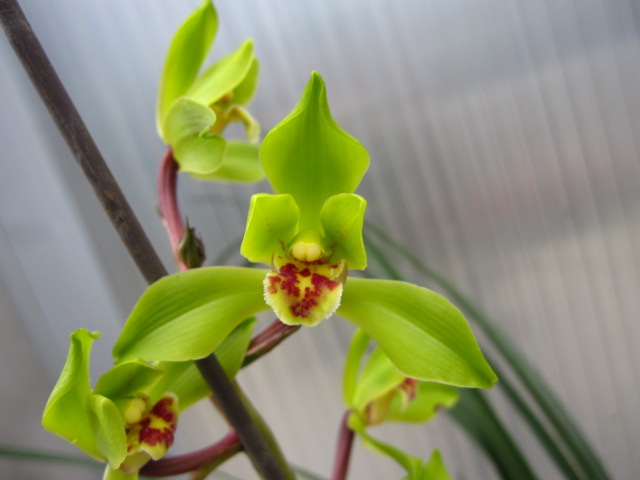 兰花施肥磷酸二氢钾间隔多长时间,兰花施肥是叶面施肥好还是灌根好