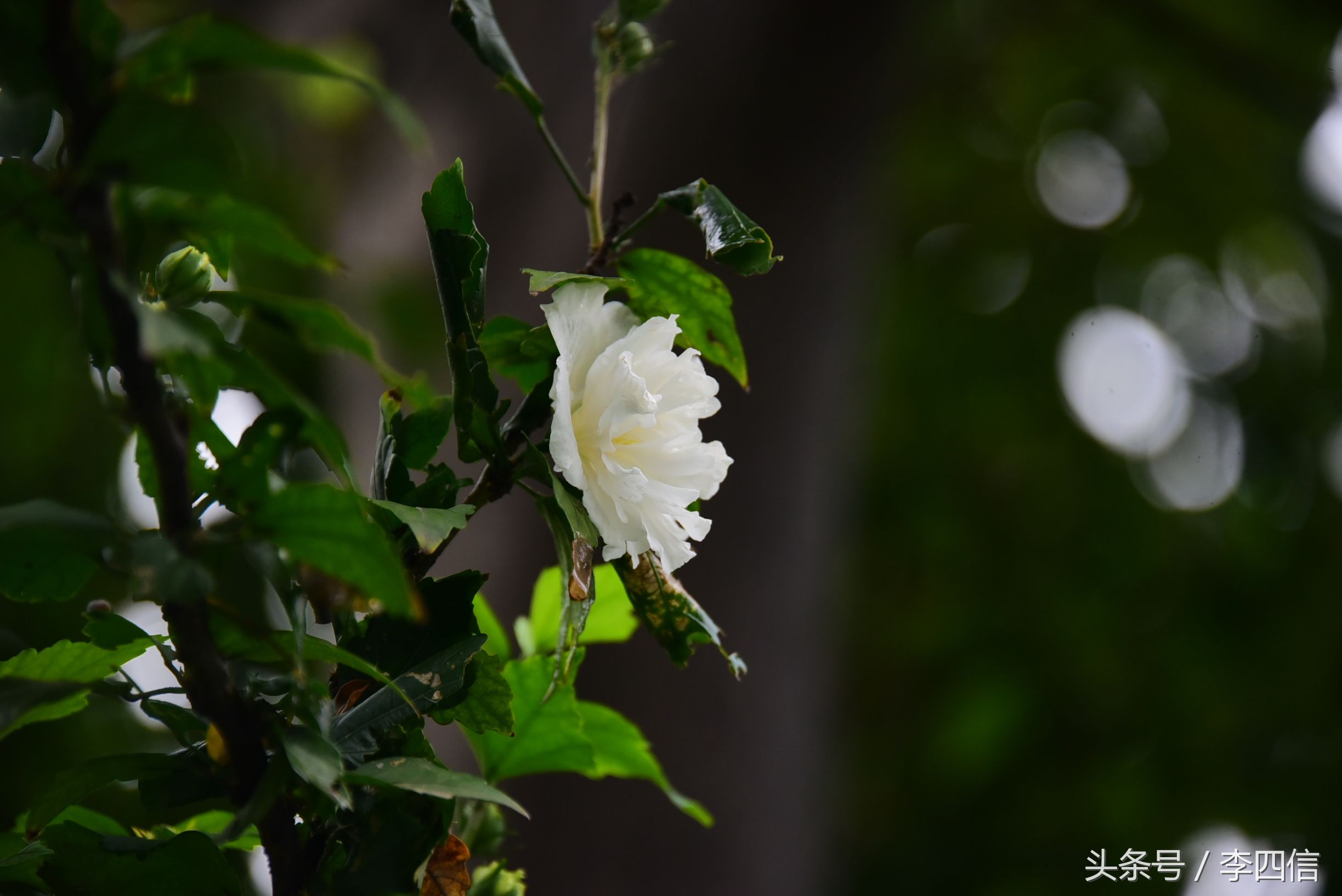 郑州思念果岭最新一期,郑州思念果岭哪里最好