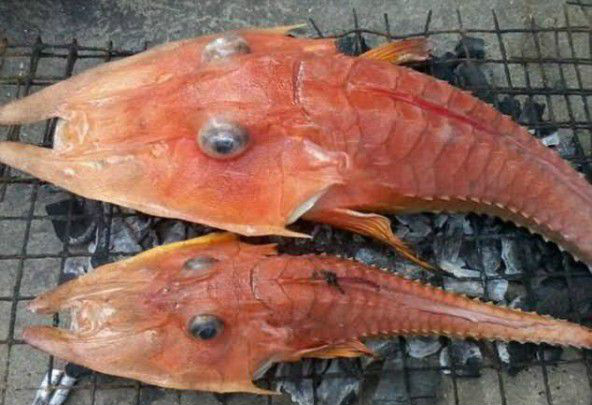 最近发现的深海鱼,最新发现的深海鱼