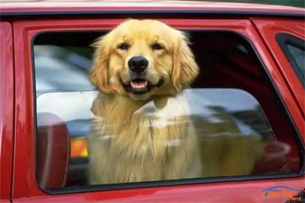 开车带狗兜风会怎么处罚,开车带狗出门狗子总是激动