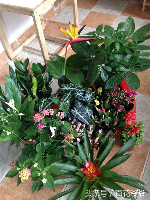 逛花市适合买的花,如何逛花市买花最便宜