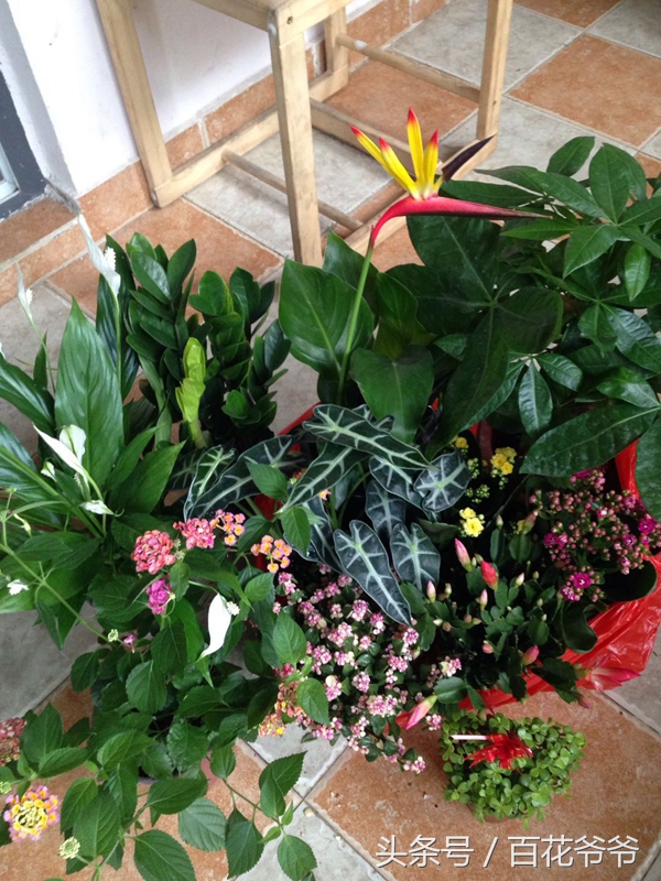 逛花市适合买的花,如何逛花市买花最便宜