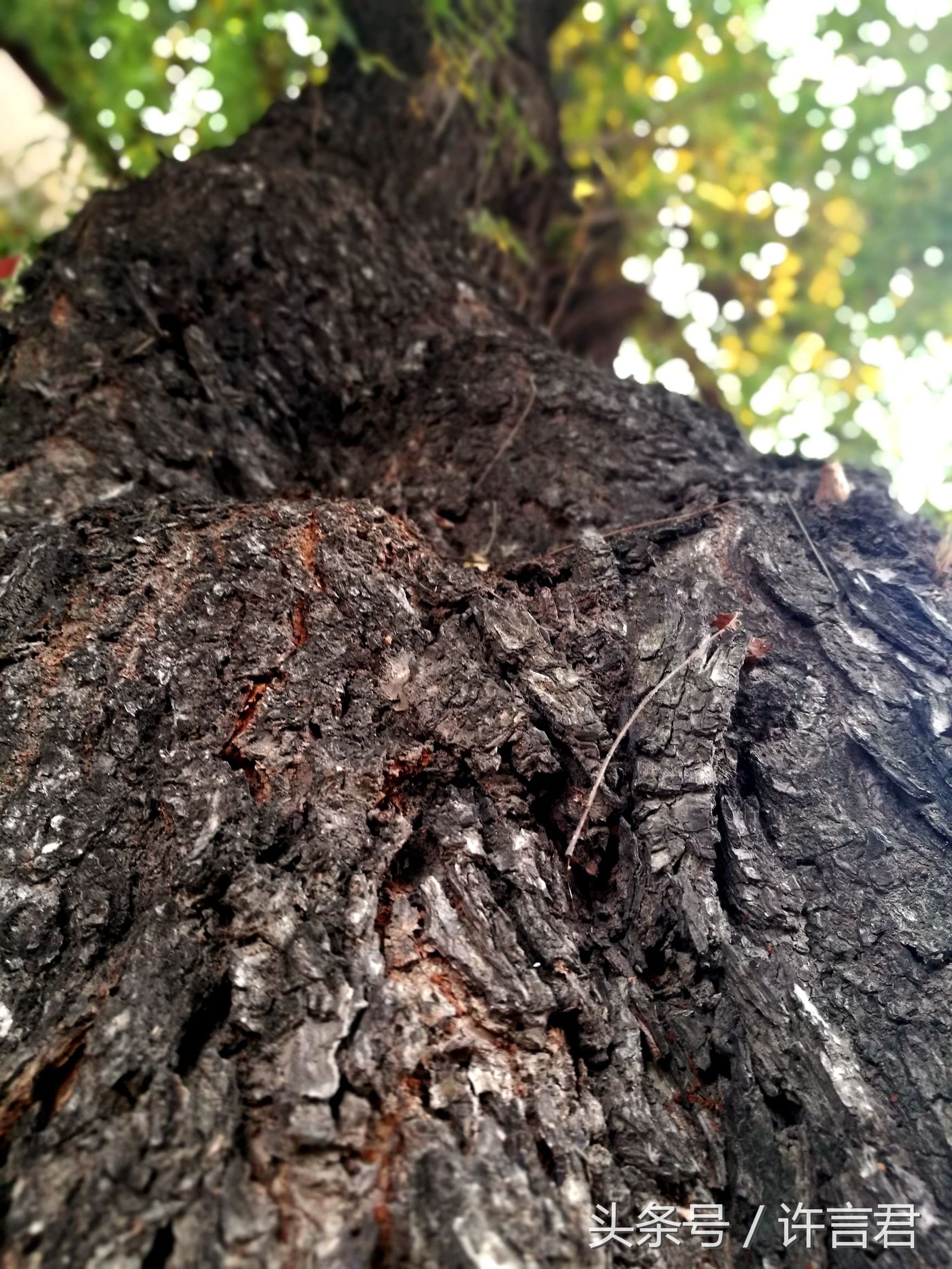 观音寺传说,观音寺传说故事