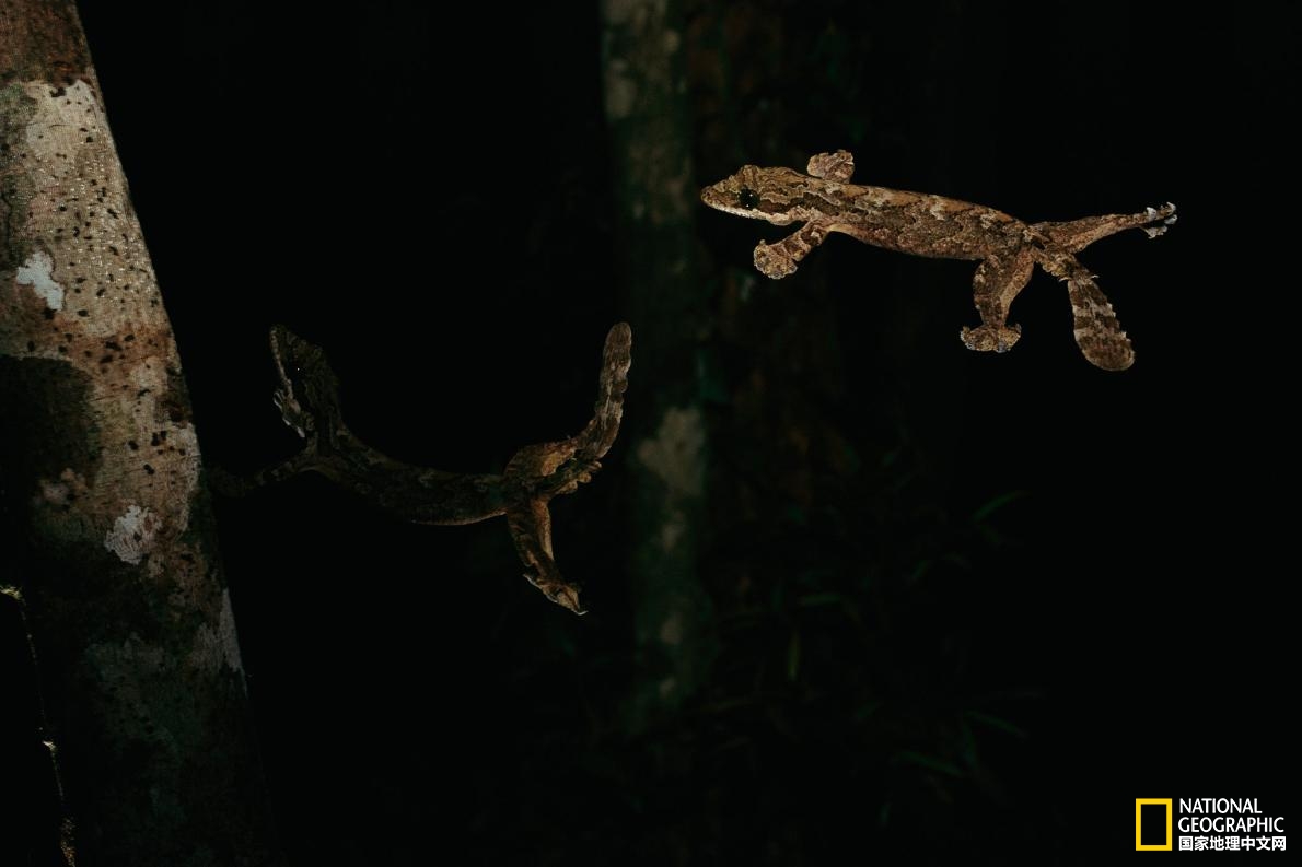 会飞的蜥蜴你见过吗,尾巴很长的会飞的蜥蜴是什么