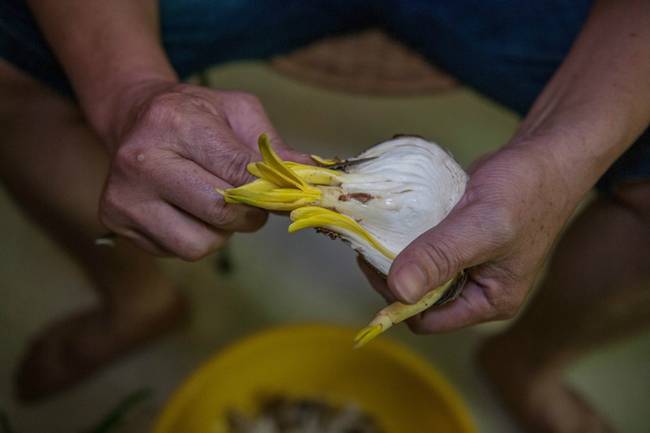 漳州的这朵“仙花”，占领全国98%的市场，经常在春晚“出镜”