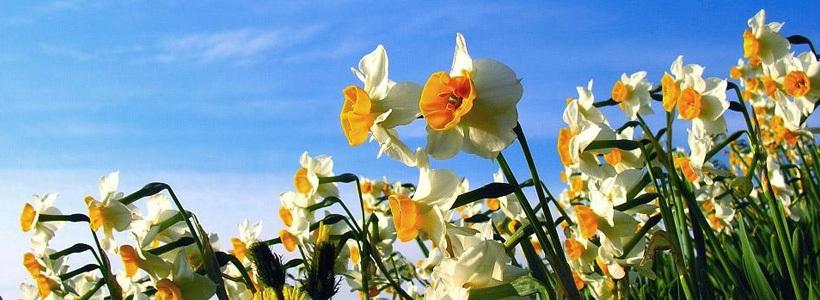 漳州的这朵“仙花”，占领全国98%的市场，经常在春晚“出镜”