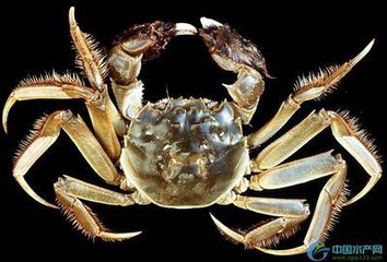 海蟹和河蟹怎么区别,海蟹河蟹区分