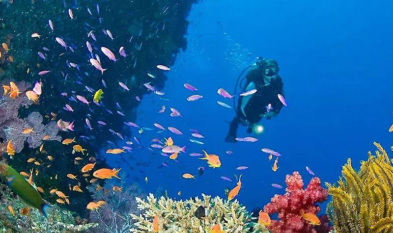 唐山美人鱼海底世界,唐山海底世界海洋馆门票多少钱