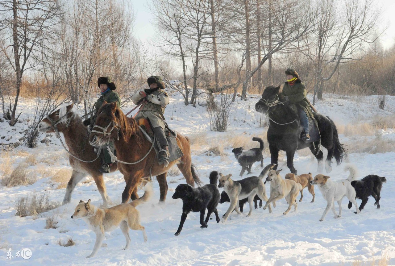 驯服野兔最好的方法,下野兔有什么技巧