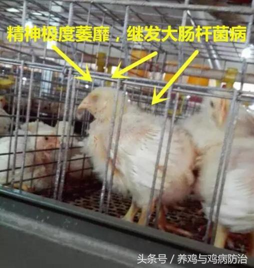 散养鸡支气管堵塞怎么办,养鸡气管堵塞特效药