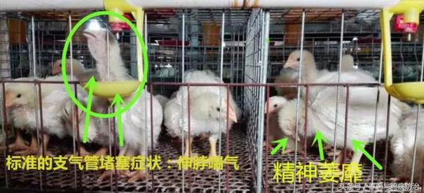 散养鸡支气管堵塞怎么办,养鸡气管堵塞特效药