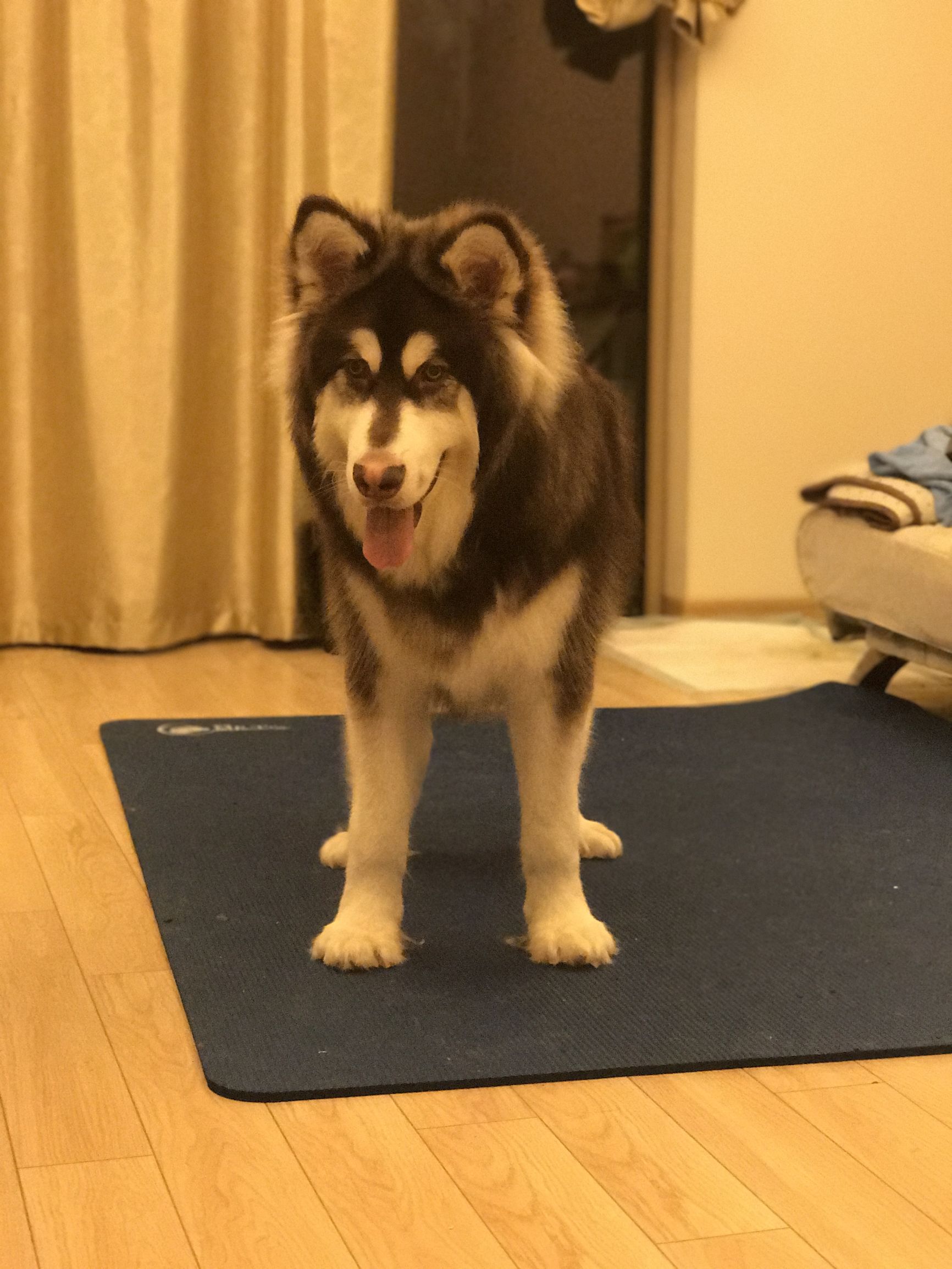 犬瘟出现肚子抽搐怎么治疗,犬瘟加细小治疗费用大概多少