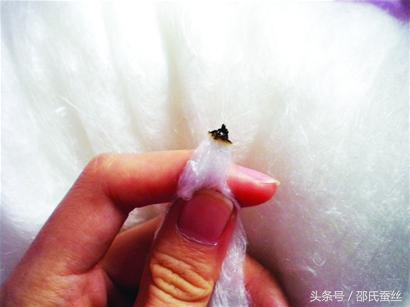 蚕丝被什么品牌的好性价比高,怎么看蚕丝被品牌