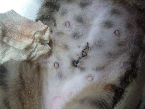 猫咪绝育注意事项,猫咪术后伤口愈合慢怎么办?