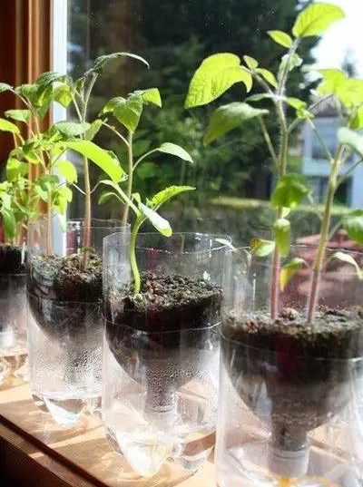 懒人浇花神器制作过程,实用小妙招自制浇花神器