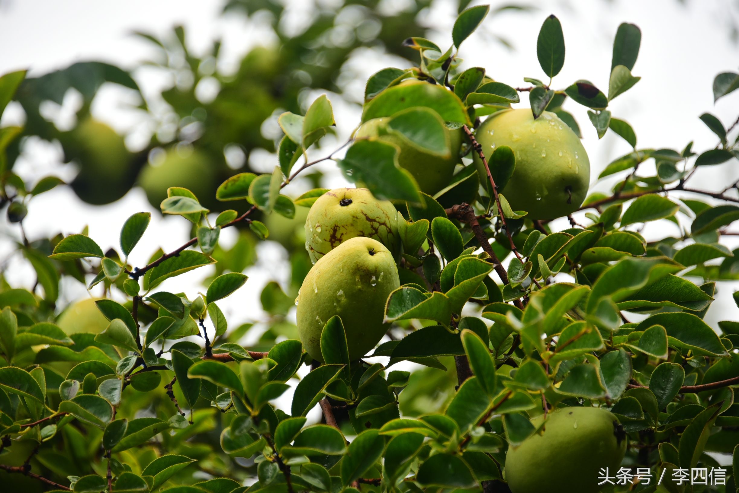 郑州思念果岭最新一期,郑州思念果岭哪里最好