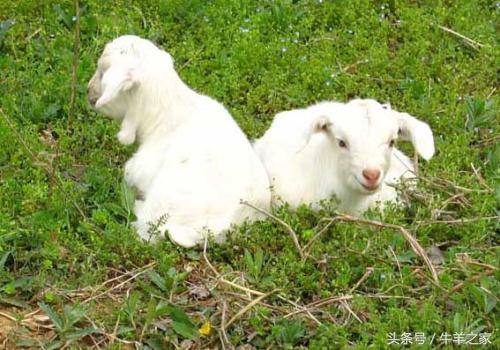 羔羊常见的疾病有哪些,羔羊常见的传染病预防