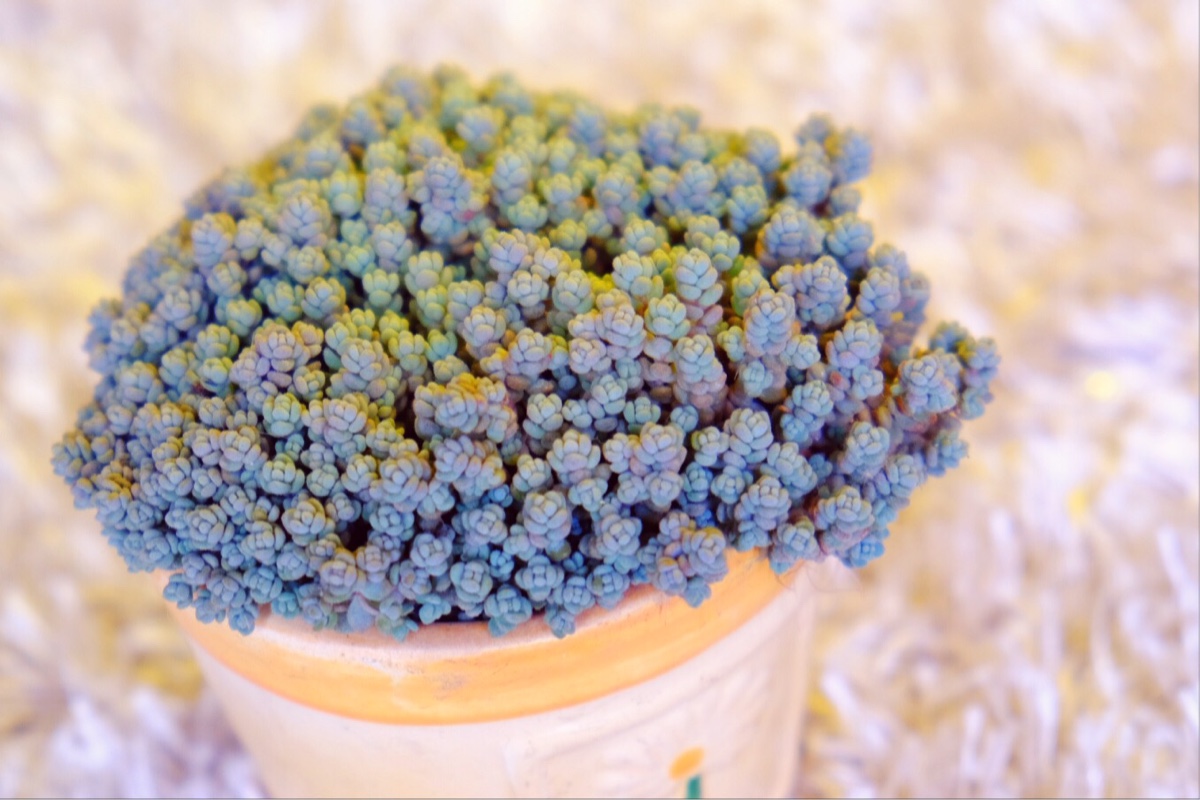 大型姬星美人多肉,姬星美人多肉配土