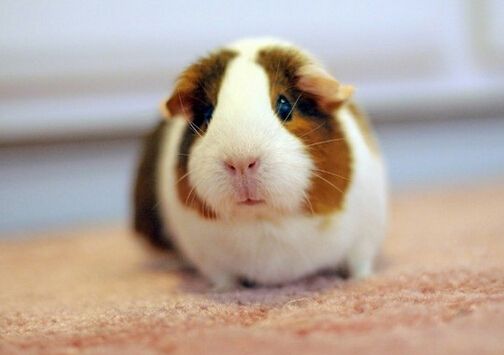 被豚鼠咬出血会得狂犬病吗,被豚鼠咬了要不要去打狂犬疫苗