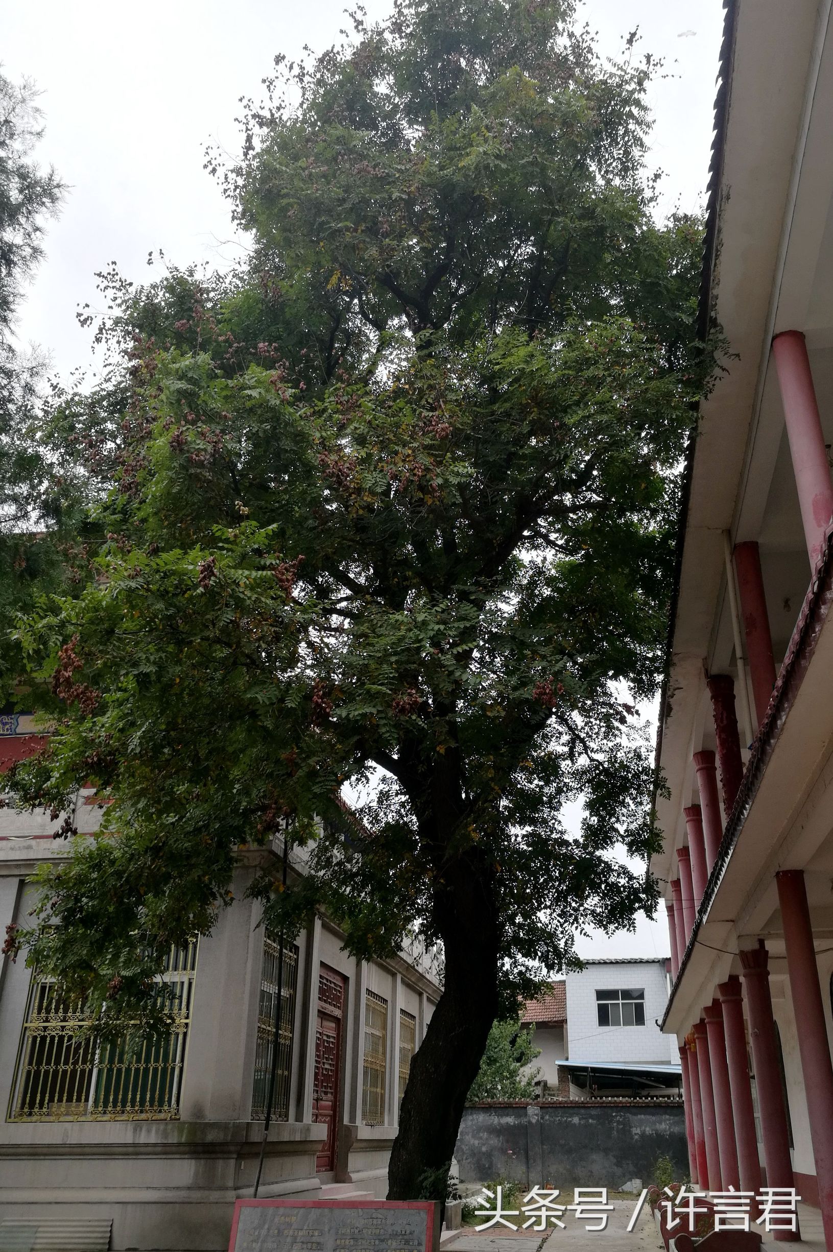 观音寺传说,观音寺传说故事