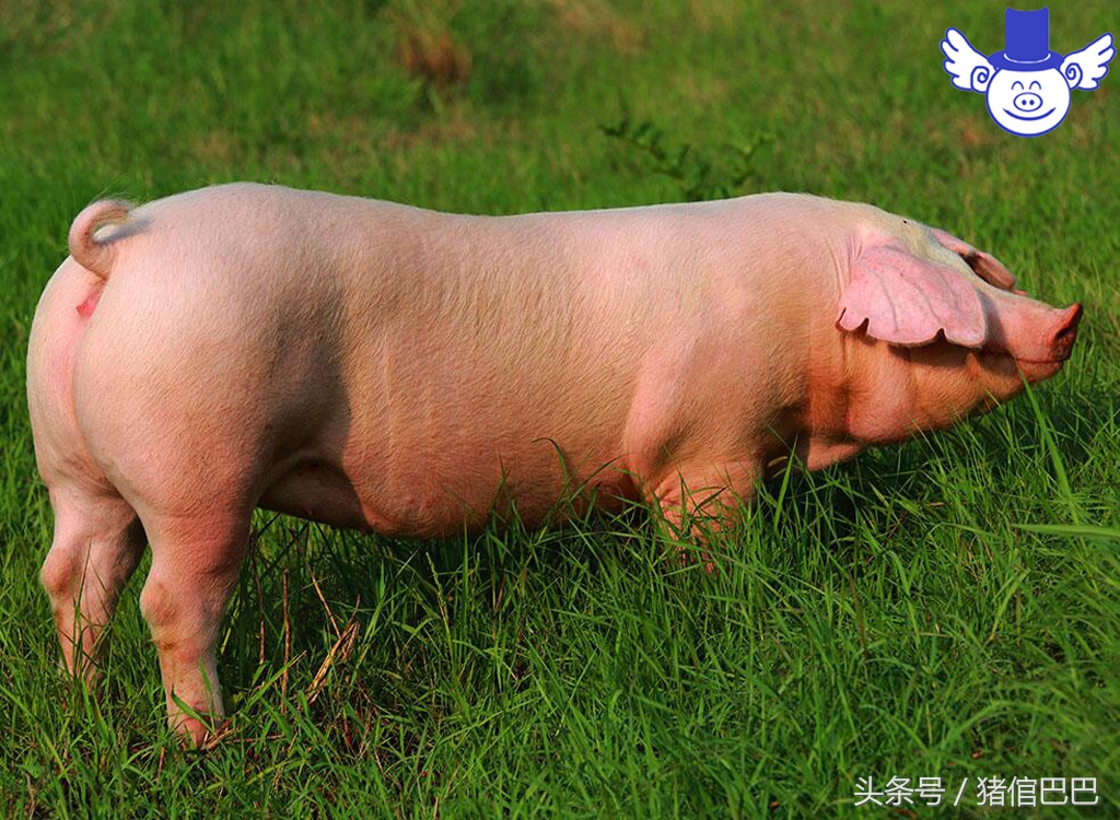 初产母猪分娩困难怎么办?你该学会科学的助产方法!