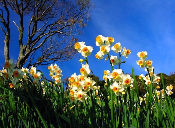 漳州的这朵“仙花”，占领全国98%的市场，经常在春晚“出镜”