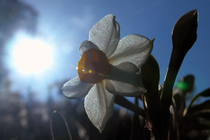 漳州的这朵“仙花”，占领全国98%的市场，经常在春晚“出镜”
