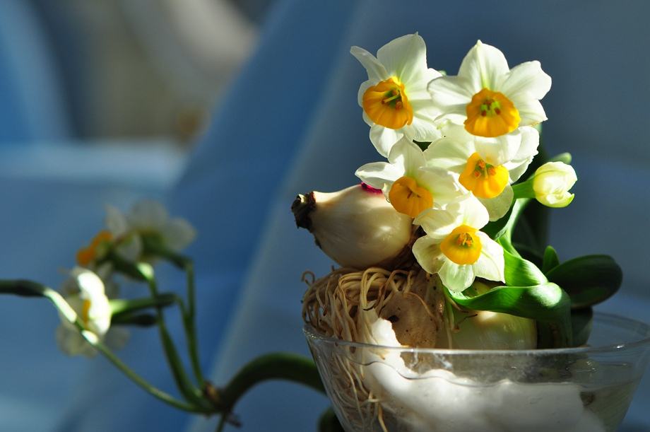 漳州的这朵“仙花”，占领全国98%的市场，经常在春晚“出镜”