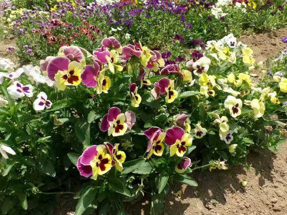 养花就养这款高颜值花,颜控花友养花就养这款