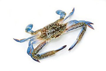 海蟹和河蟹怎么区别,海蟹河蟹区分