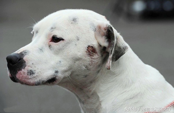 狗被弩射中走到身边求救,宠物狗头部被咬伤送医院