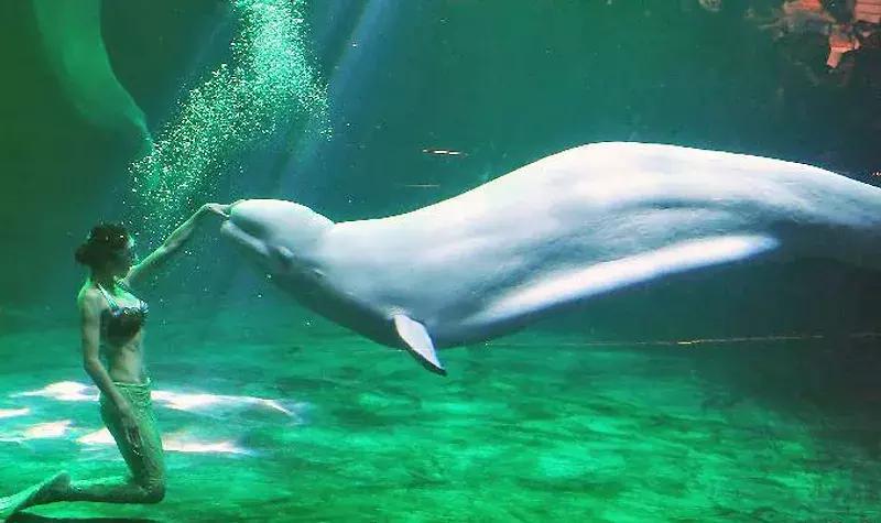 唐山美人鱼海底世界,唐山海底世界海洋馆门票多少钱