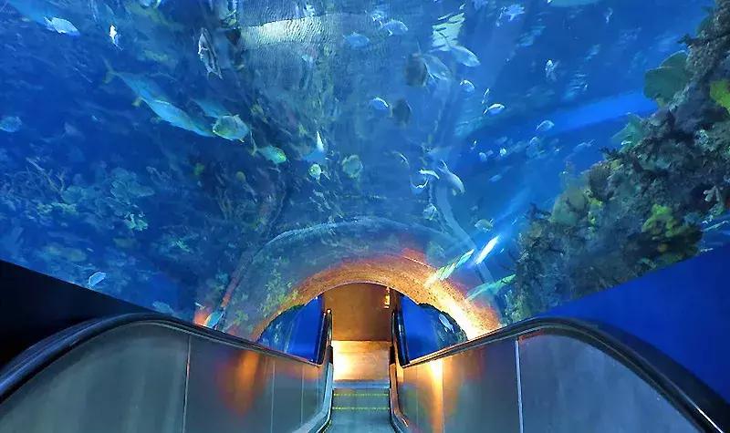 唐山美人鱼海底世界,唐山海底世界海洋馆门票多少钱
