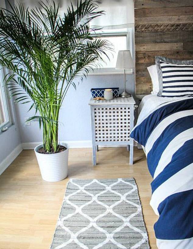 室内吸毒植物养护,能吸毒的盆栽植物有哪些