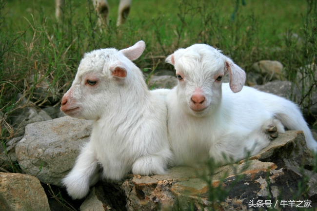 羔羊常见的疾病有哪些,羔羊常见的传染病预防