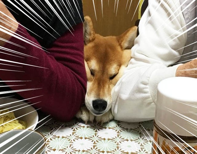 养宠物真的很浪费时间和精力吗,没有经济跟精力养宠物狗怎么办